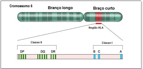 48 loci de classe II (HLA-DR, HLA-DQ e HLA-DP) (Figura 7). Esses genes totalmente polimórficos, o que acaba dificultando a encontro de doadores compatíveis não aparentados (PDQ, 2017).