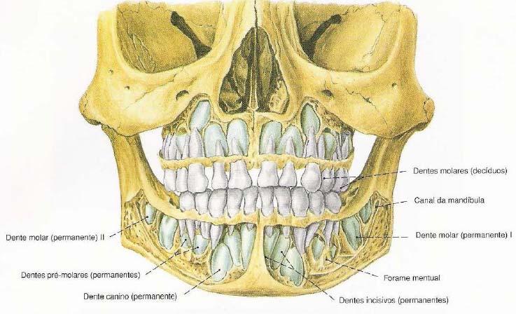 Figura 22- Dupla dentição em vista anterior (Adaptado do Sobotta, 2001) Figura 23- Dupla dentição em vista lateral (Adaptado do Sobotta, 2001) O dente é formado por duas partes essenciais, a coroa e