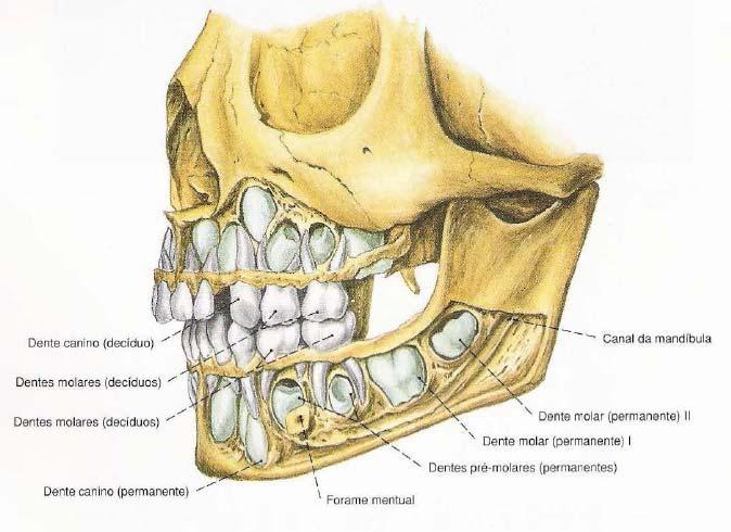 Podemos dizer que existem dois tipos de coroa, a coroa anatómica e a coroa clínica, sendo que a primeira é toda a estrutura recoberta por esmalte.