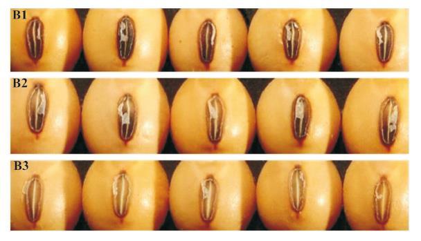 Figura 3. Análise da pureza genética em semente de soja da linhagem CD 02RV- 8444 com variação na cor do hilo.