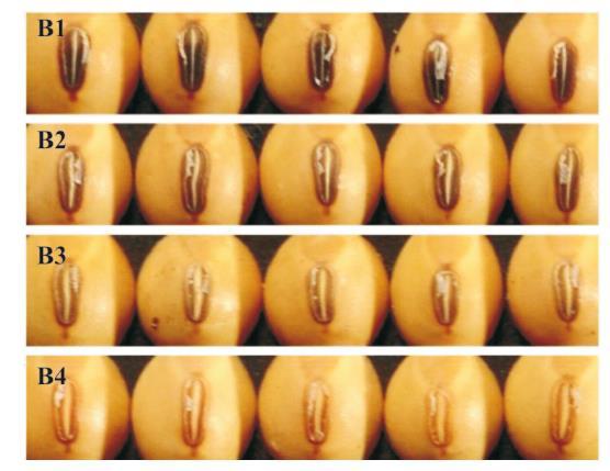 (Fonte: Rabel et al., 2010) Figura 4. Análise da pureza genética em semente de soja da linhagem CD 01RV- 7618 com variação na cor do hilo.
