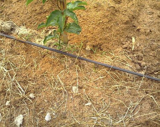 Mitigação dos impactos Exemplo de irrigação por gotejamento em maracujazeiro.