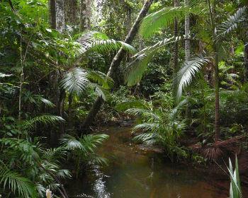 As florestas tropicais mais extensas localizam-se na bacia do rio