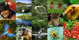 A Amazônia tem uma grande variedade de vida