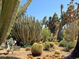 Plantas xerófitas: Planta adaptadas a perder