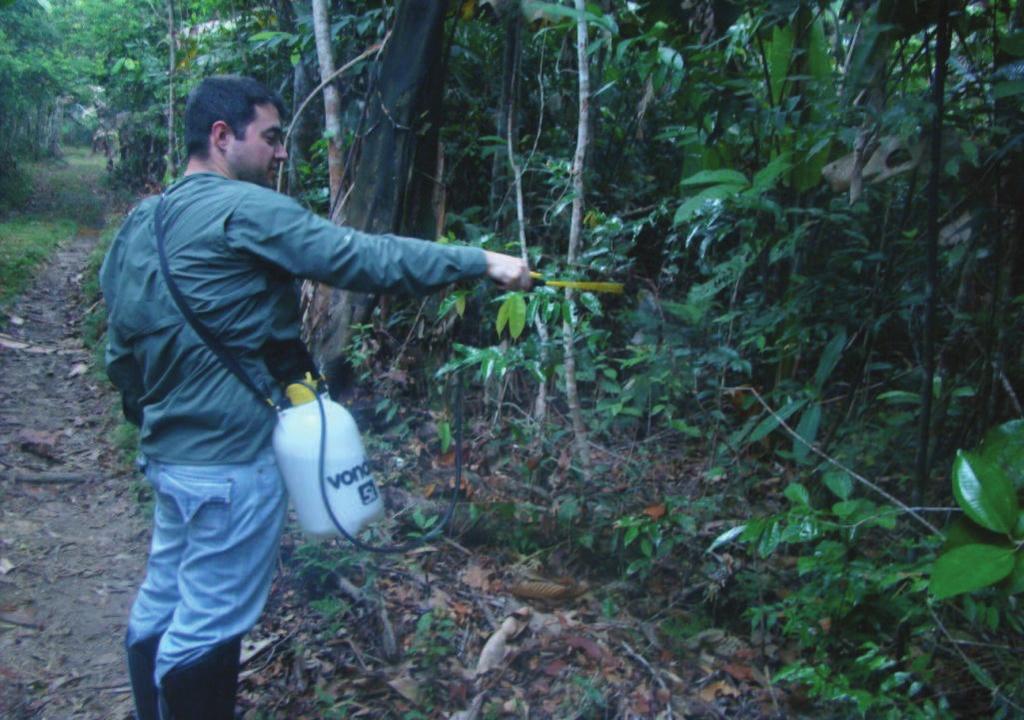 Figura 5. Aplicação do líquido atrativo de vespas sociais (Vespidae, Polistinae) em um ponto de coleta na Floresta Nacional do Jamari, Itapuã do Oeste, Rondônia.