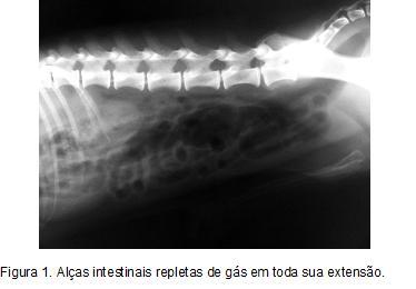 Hermeto et al. (2012) 49 gás, a serosa apresentando-se totalmente enegrecida, os vasos do mesentério congestos (figura 3-A) e ausência de motilidade.