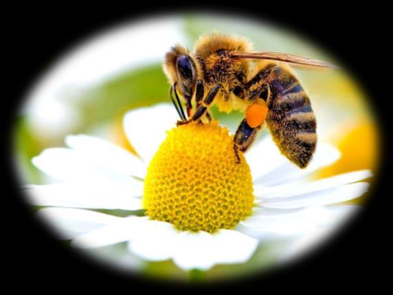 Quando as abelhas desaparecerem da face da Terra, o