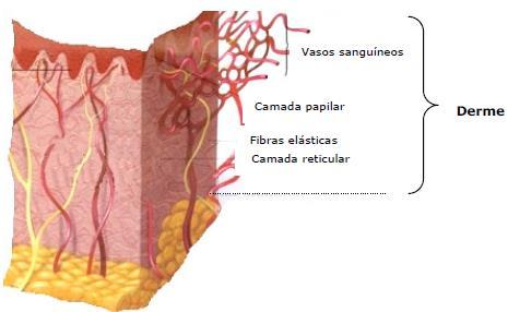 DERME A derme é a segunda camada cutânea. É um sistema elástico que contém e sustenta os vasos sanguíneos, os vasos linfáticos, os nervos e os anexos epidérmicos.