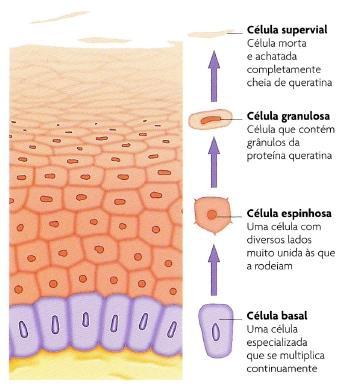 Renovação da Pele A epiderme renova-se e substitui-se continuamente por divisão celular (figura 5).