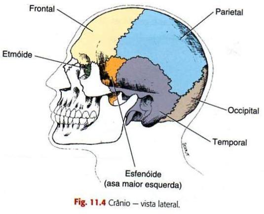 Crânio Ossos do crânio Parietais (2) Temporais