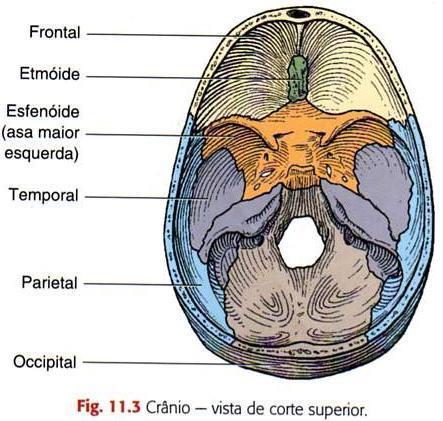 Crânio 4