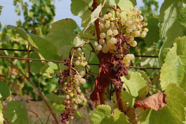 floração-alimpa, grão de chumbo e grão de ervilha.