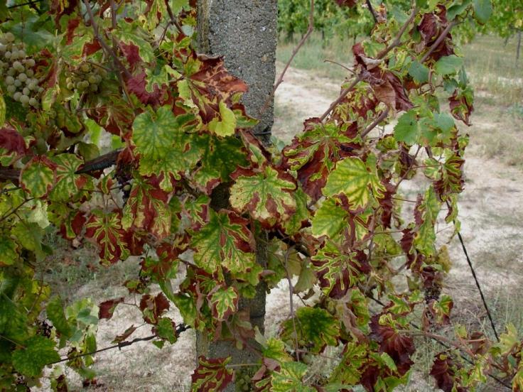 Na avaliação do estado fitossanitário da Vinha que temos vindo a fazer na Região nas últimas semanas, encontrámos muito reduzida presença de focos de Botrytis.