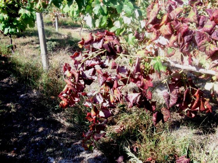 FLAVESCÊNCIA DOURADA (Grapvine flavescence dorée phytoplasma (FD)) ACTINÍDEA (KIWI) Deve arrancar e retirar da vinha as videiras mortas e as muito debilitadas e que já não tenham dado uvas, com