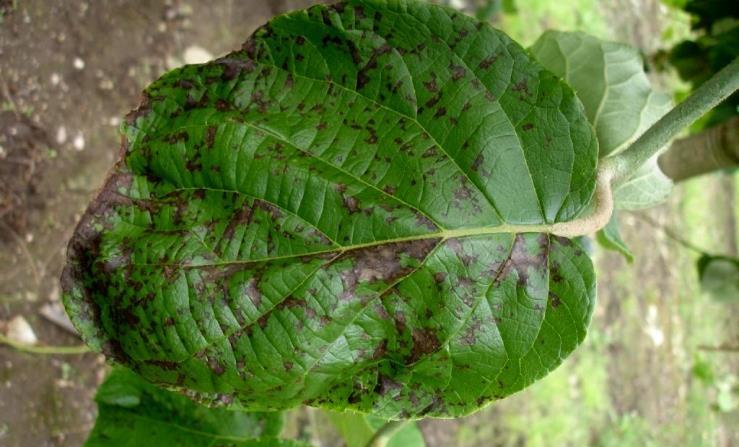 Sintomas de PSA em folhas de actinídea INFLUÊNCIA DA PODRIDÃO CINZENTA (Botrytis) NA CONSERVAÇÃO DOS KIWIS Sintomas de flavescência dourada em videira tinta (Vinhão, em cima) e branca (Loureiro, em