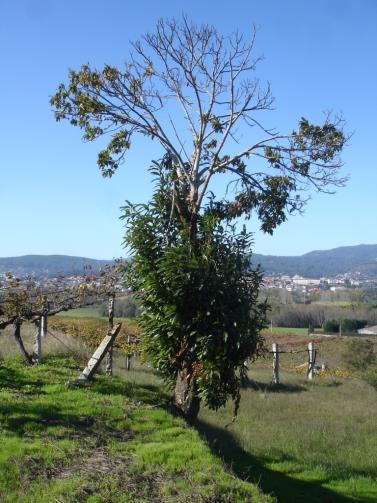 contaminação das árvores sãs.