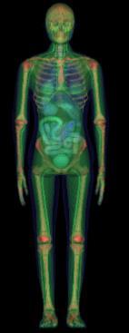 Figura 3.1: Imagens do simulador UFHADF nas posturas vertical e sentada (Visualizado pelo VolView [60]).