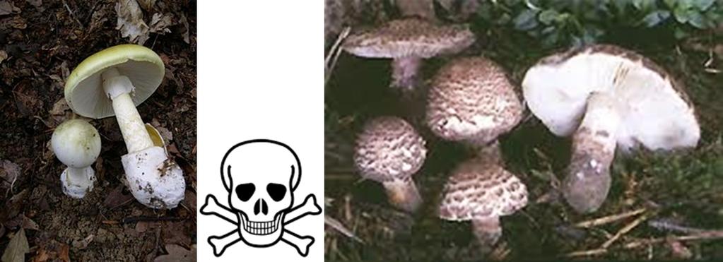 10 CONSELHOS PARA CONSUMIR COGUMELOS SILVESTRES EM SEGURANÇA Alguns cogumelos apenas se podem consumir uma vez!