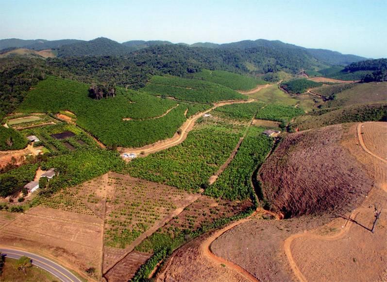 SOLOS Os solos devem ser bem drenados, com fertilidade média a alta, ph próximo ao neutro e com textura média ou leve.