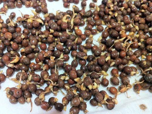 SEMENTEIRA A sementeira pode ser feita em canteiros ou caixas, nas quais as sementes são