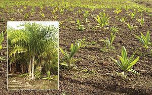DESENVOLVIMENTO A pupunheira é uma planta que apresenta crescimento lento até próximo aos 06 meses após o plantio no campo, o que
