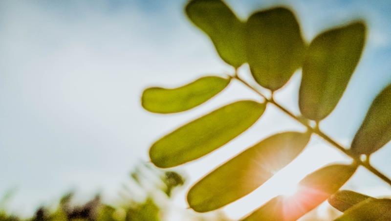 eco-friendly Para a fabricação do OPV são usados materiais recicláveis, orgânicos e