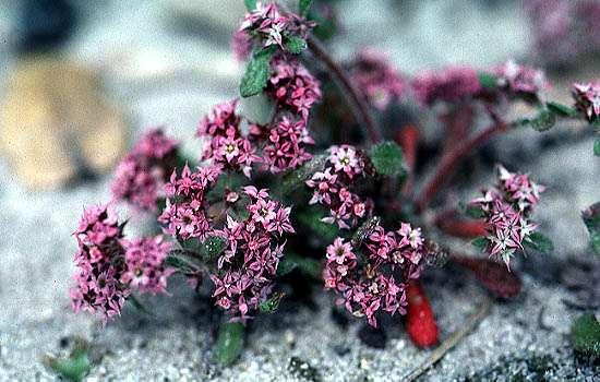 Chorizanthe