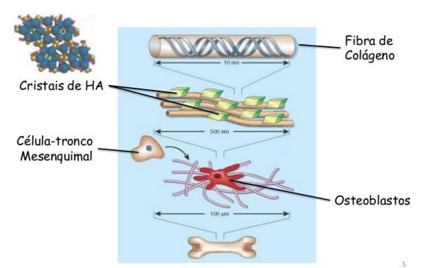 Fisiopatologia: Estrutura Óssea -