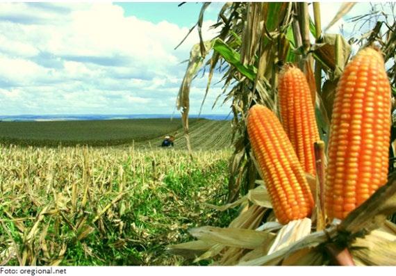 levantamento da Scot Consultoria, na região de Lucas do Rio Verde-MT, a saca de 60 quilos de milho está cotada, em média, em R$37,50.