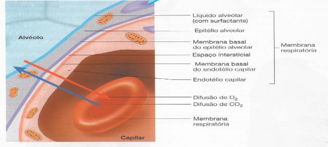 O aparelho respiratório possui uma porção condutora e uma porção respiratória, sendo que alguns autores ainda descrevem a presença de uma porção transitória.