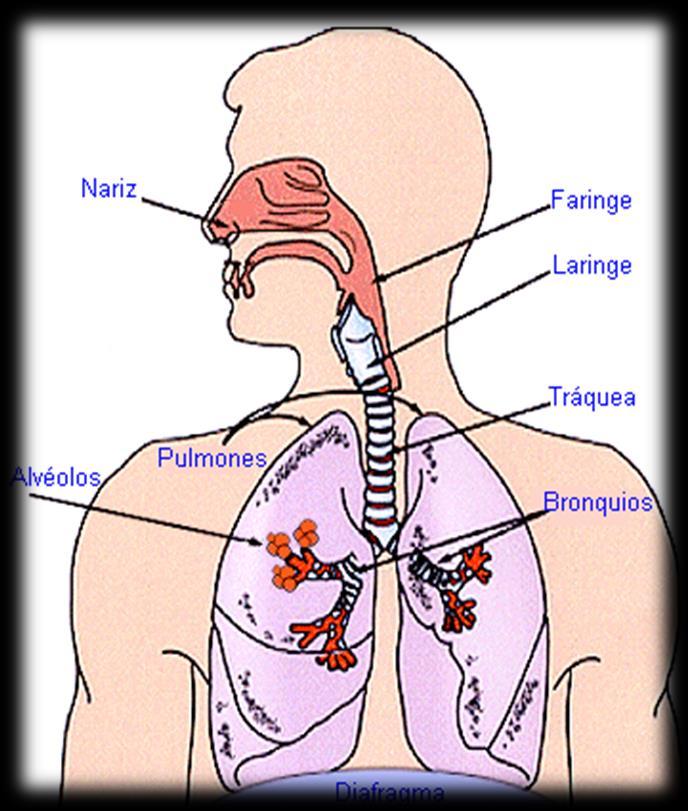 PULMÕES Órgãos pares em forma de cone, que se