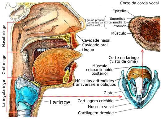Laringe Órgão tubular localizada na porção anterior do pescoço, participando