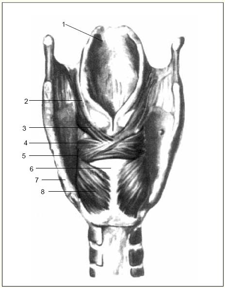 17 Músculos posteriores da laringe: músculo cricoaritenóideo posterior dilatador; músculos aritenóideos transverso e oblíquo constritores da rima vocal.