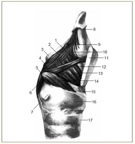 18 Músculos intrínsecos da laringe. Vista lateral.