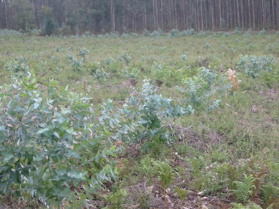 estabelecimento da plantação