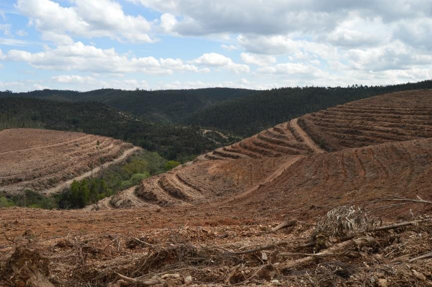 Preparação de terreno Ripagem em curva de nível e terraços em curva de nível, sem sinais de