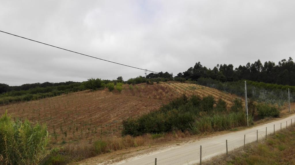 Agricultura e silvicultura porquê tratamentos diferenciados?