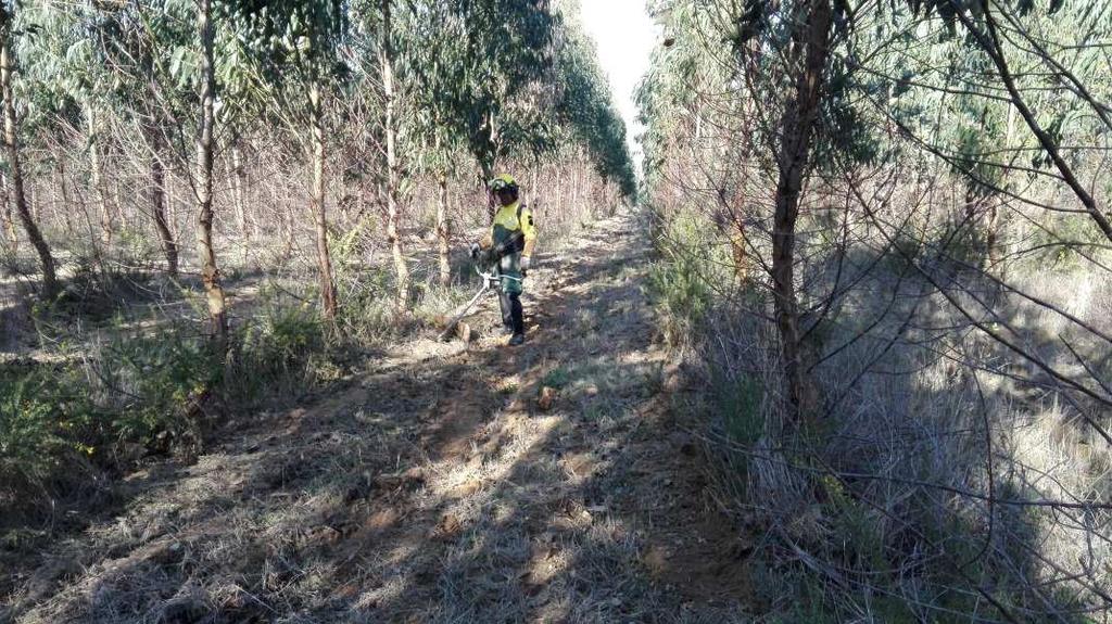 Adubação de árvores com 2 a 4 anos erradode idade (vídeo Celpa) Em Abril, sempre