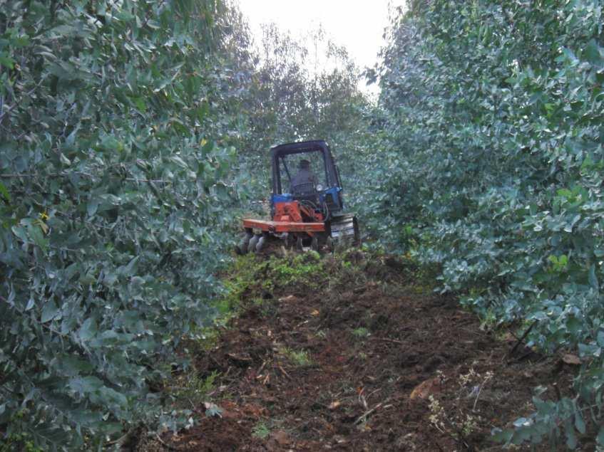 Não adubar e controlar o mato com gradagem em