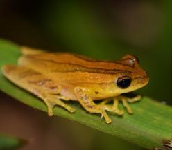 (Wied-Neuwied, 1821) 14 8,59 d) Phyllomedusa tetraploidea Pombal; Haddad, 1992 6 3,68 e) Scinax fuscovarius (Lutz, 1925) 11 6,75 Scinax perereca Pombal, Haddad;