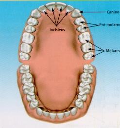 2.7 Superfícies Dentais A coroa de cada dente possui lados ou superfícies, assim