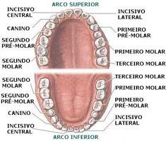 Superfície palatina: é a face voltada para a cavidade bucal propriamente dita.