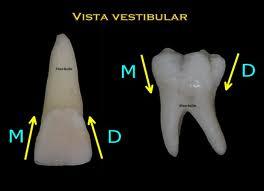 8 Raízes Dentárias A raiz fixa o dente no osso e sustenta a coroa, transmitindo ao osso as