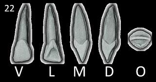 Coroa É de aspecto cuneiforme, quando vista por uma das faces proximais; Quando observada por V ou L, a coroa alarga-se à medida que se aproxima da borda oclusal.