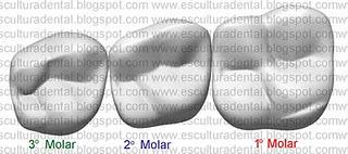 O que primeiro chama àatenção nesta face é o desenvolvimento maior da cúspide lingual, que no dente em posição, fica mais baixa que a do 1º molar.