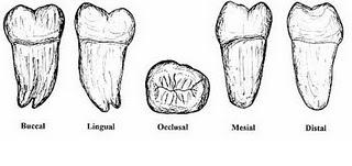 Colo Semelhante ao do 1º molar inferior.