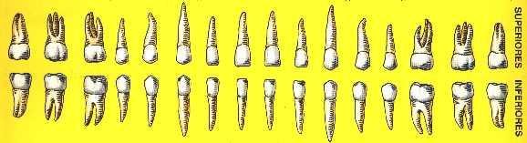 Auxiliam na formação das palavras e contribuem a dar expressão ao rosto. São órgãos duros de estrutura calcaria, inseridos nas arcadas alveolares dos maxilares e da mandíbula.