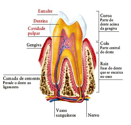 De acordo com as características, os dentesdividem-se em quatro grupos: 1) Incisivos: são os 4 (quatro) dentes mais anteriores situados nas arcadas. Centrais e laterais. Função de corte.