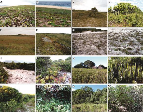 Figura 5: Visão geral e em detalhe das comunidades vegetais da Restinga de Maricá: (A, B) Halófilapsamófila; (C, D) Scrub sobre a Barreira Holocênica; (E, F) Scrub sobre a Barreira Pleistocênica; (G,